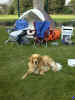 dog.jpg (125291 bytes)